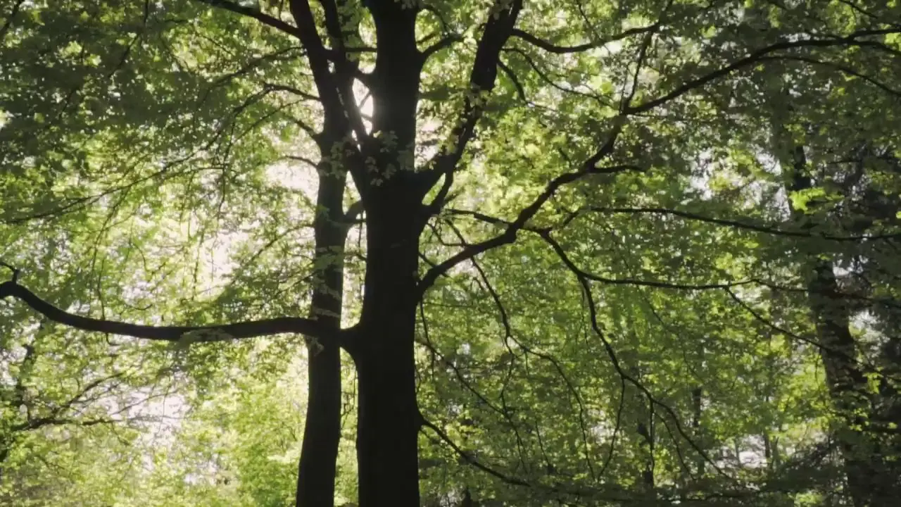 Sunlight through a forest canopy — a metaphor for long-term growth